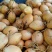 海南椰子金椰子1-10个装批发零售海南椰子