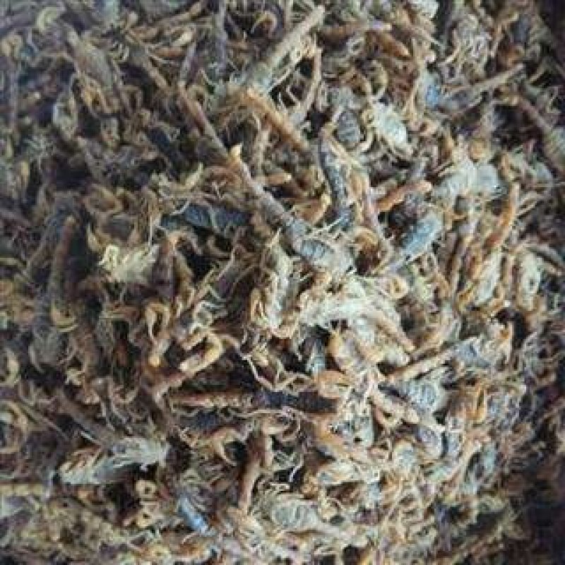 全虫，常年批发供应各种规格全虫，蝎子中药材