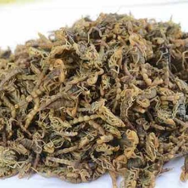 全虫，常年批发供应各种规格全虫，蝎子中药材