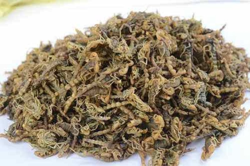 全虫，常年批发供应各种规格全虫，蝎子中药材