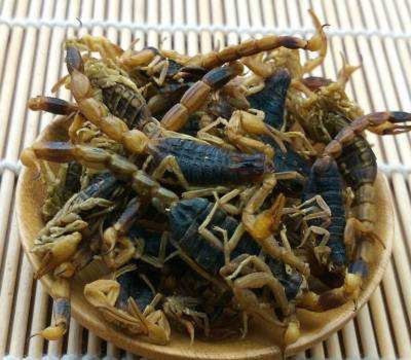 全虫，常年批发供应各种规格全虫，蝎子中药材