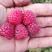 红树莓盆景苗，双季红树莓当年结果盆栽苗，双季红树莓秋萍苗