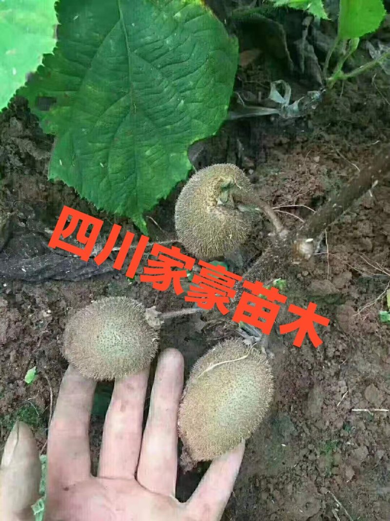 红心红阳嫁接苗，基地直发，死苗免费补发，