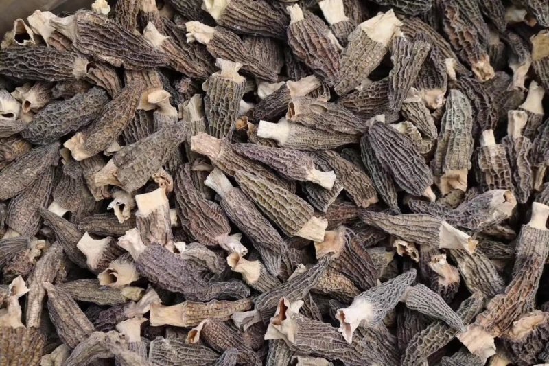 中号羊肚菌。足干香味浓。一斤650元。半斤330元。