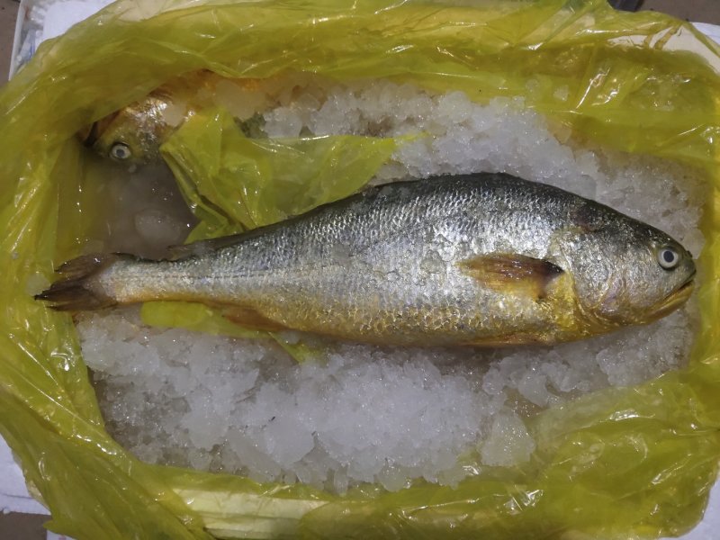 黄花鱼