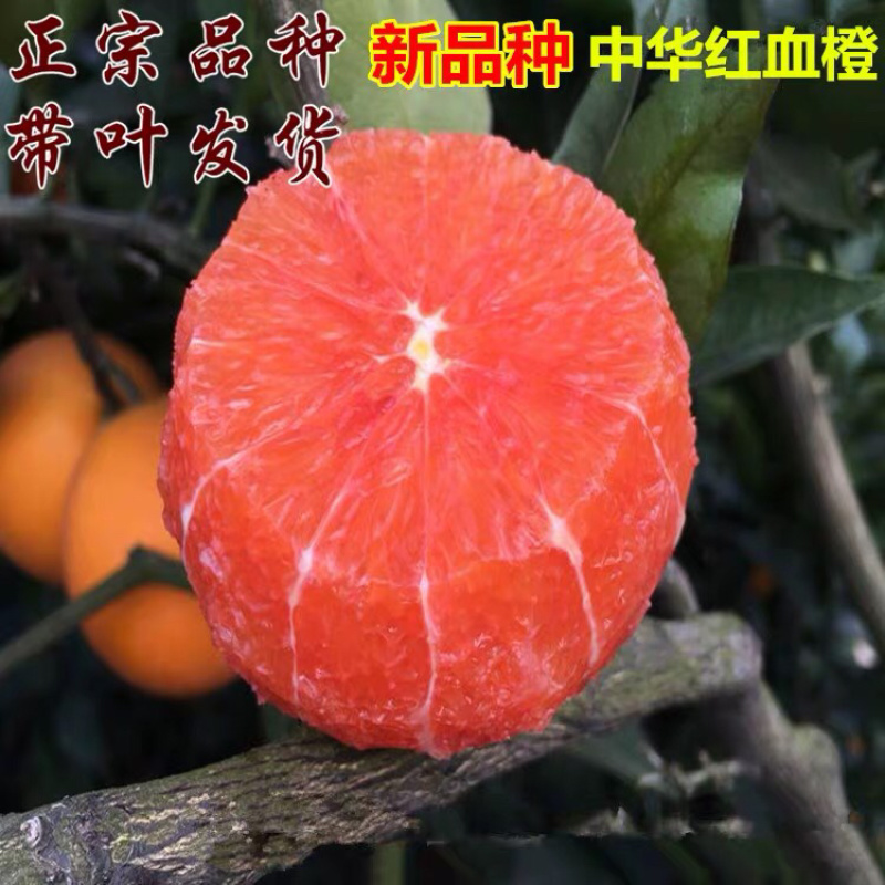 纽荷尔脐橙红血橙包活包品种政府指定采购企业