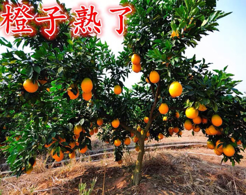 纽荷尔脐橙红血橙包活包品种政府指定采购企业
