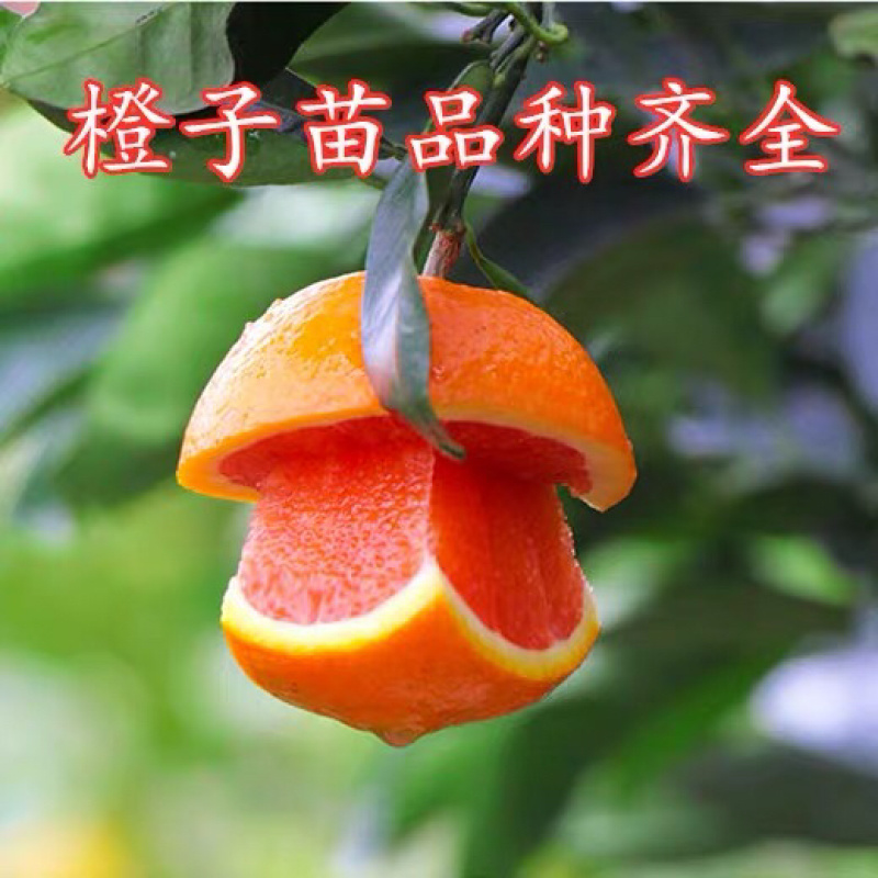 纽荷尔脐橙红血橙包活包品种政府指定采购企业