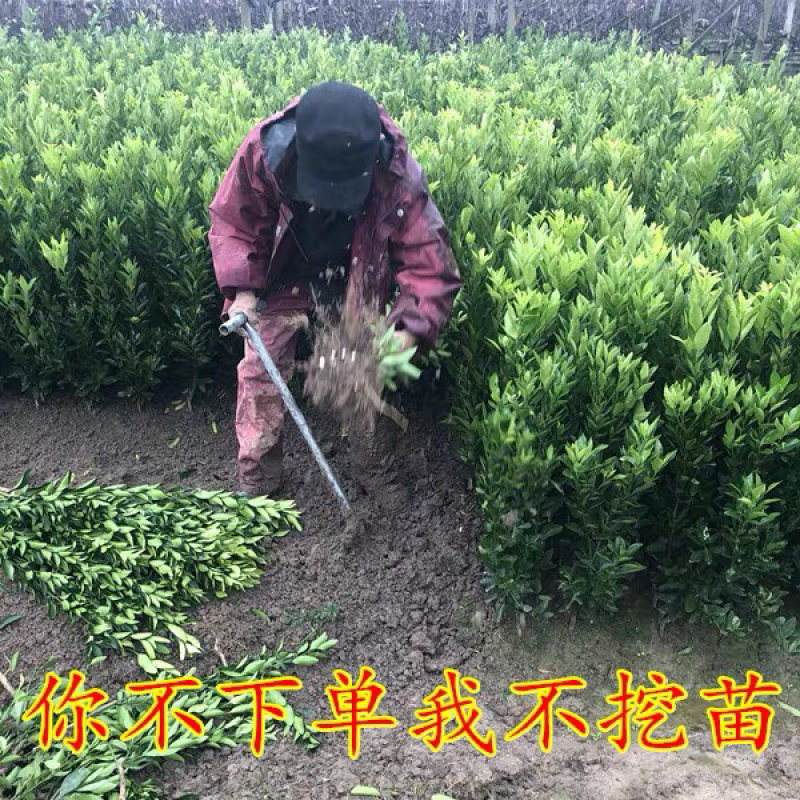纽荷尔脐橙红血橙包活包品种政府指定采购企业