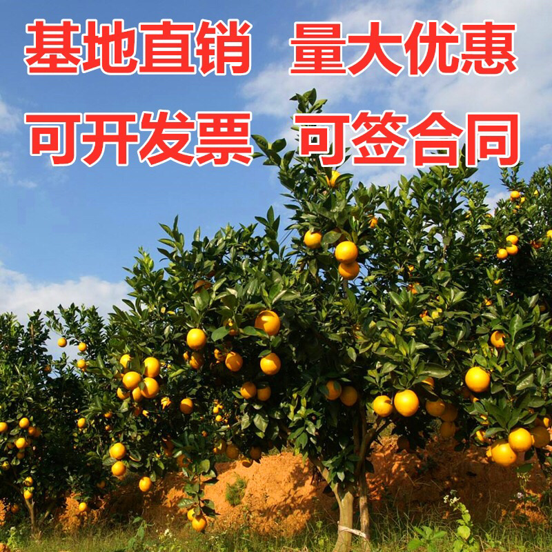 纽荷尔脐橙红血橙包活包品种政府指定采购企业