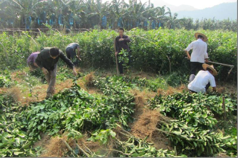 纽荷尔脐橙红血橙包活包品种政府指定采购企业