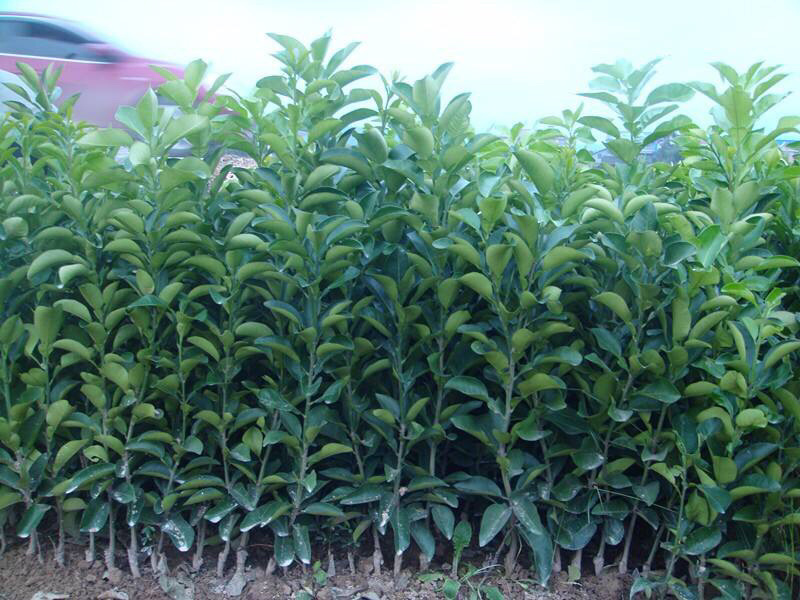 纽荷尔脐橙红血橙包活包品种政府指定采购企业