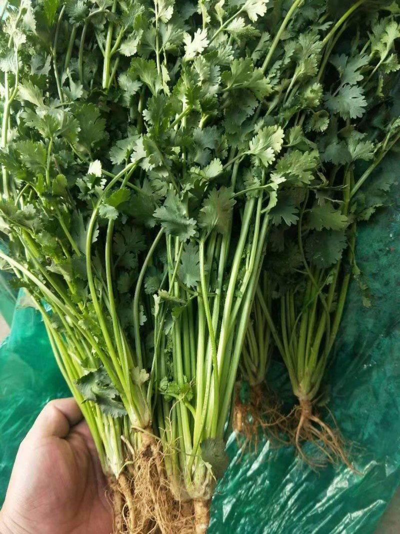 香菜，大量供应，包质量，产地直供随到随装。