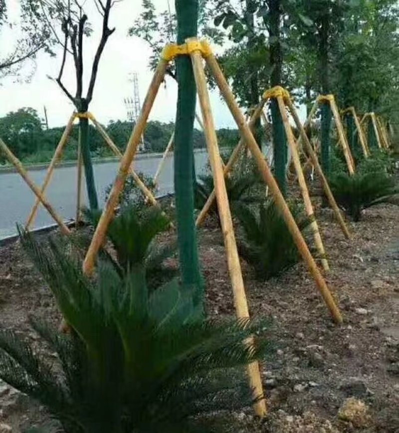 园林苗木支撑架杆套杯绑带