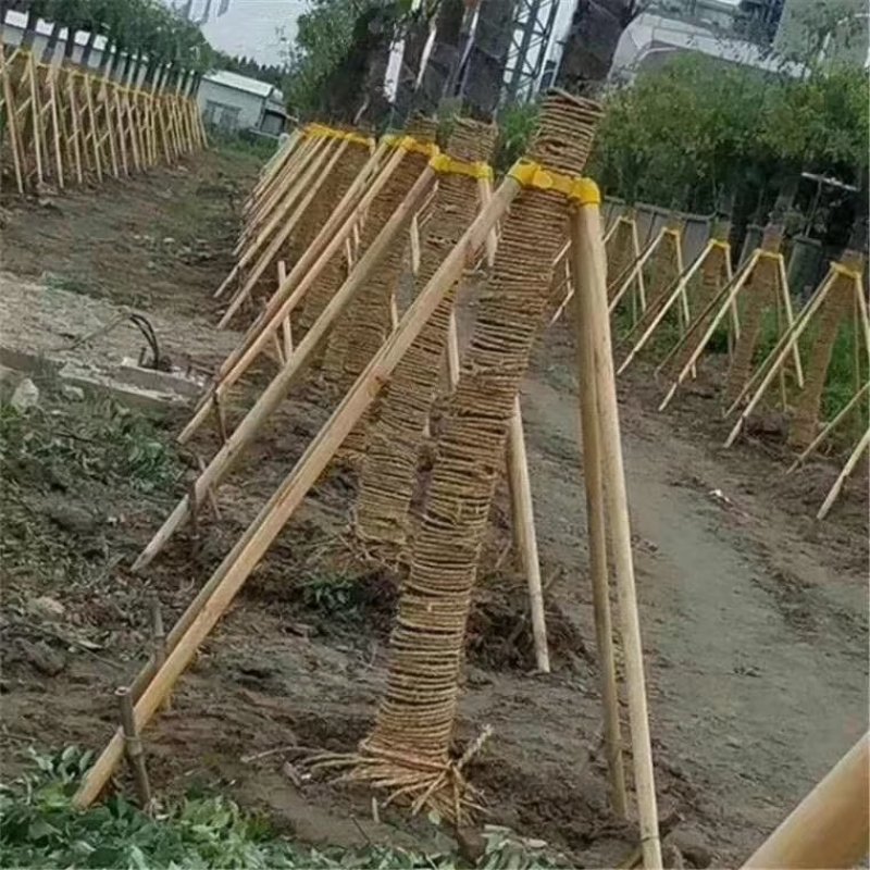 园林苗木支撑架杆套杯绑带