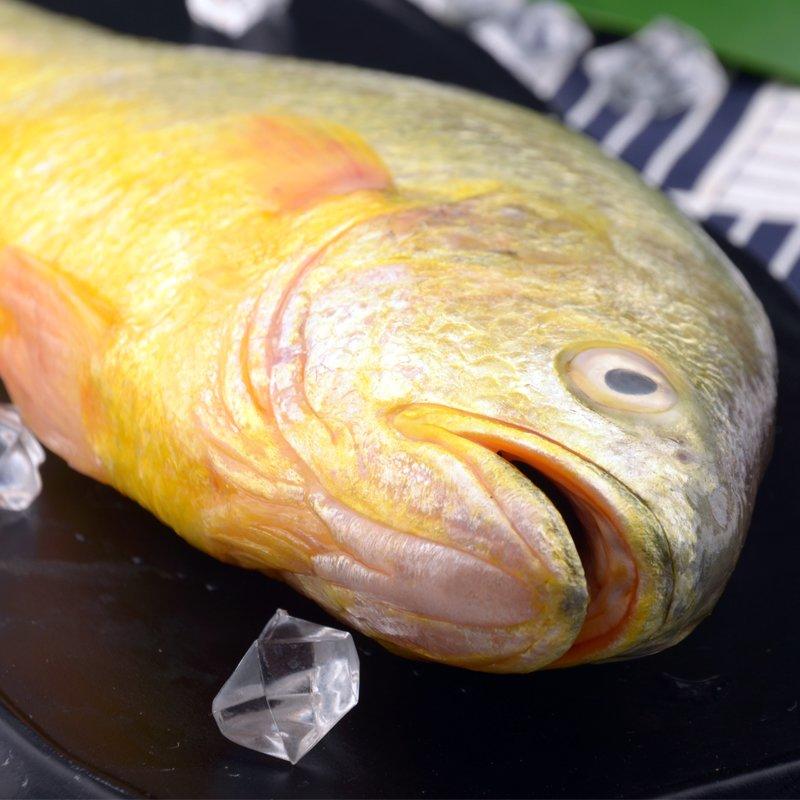 新鲜大黄花鱼鲜活速冻大黄鱼鱼类海鲜水产鲜活冷冻大海鱼生鲜