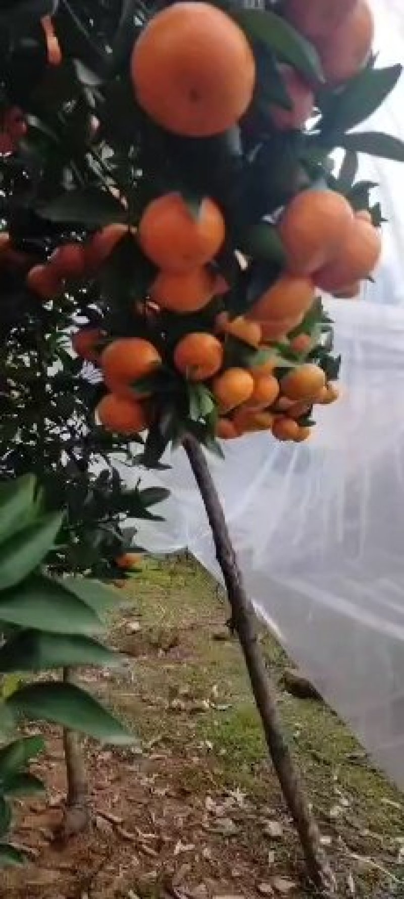 沙糖糖桔产地直供，主生产广西桂林市全州县
