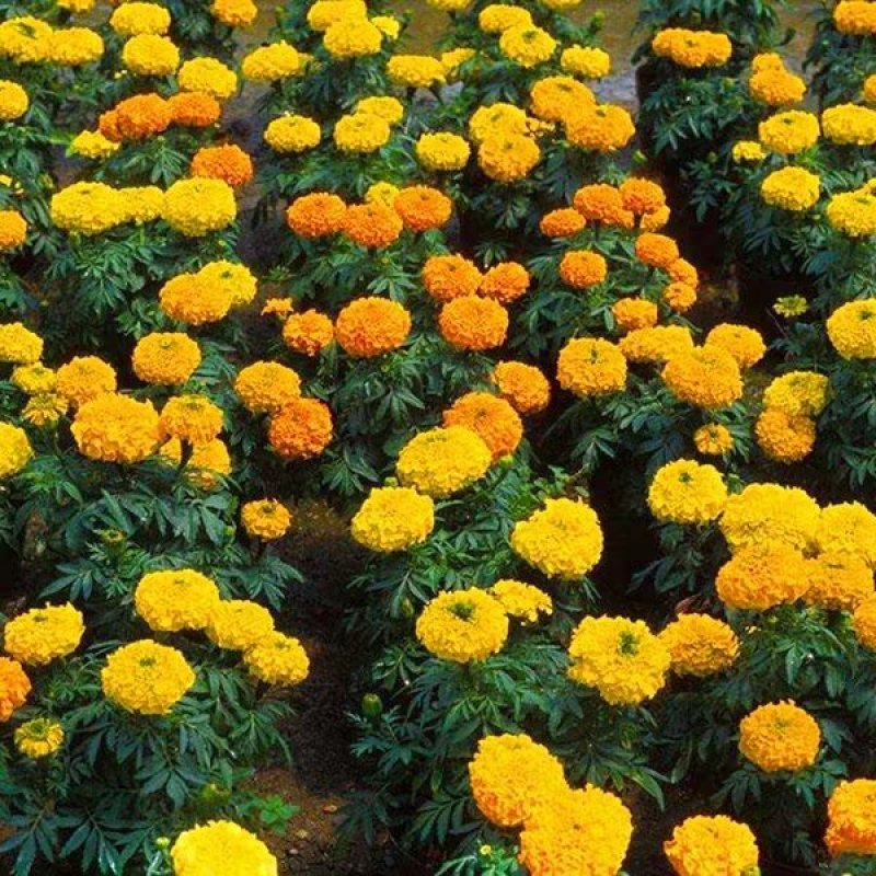 万寿菊种子矮生多年生花籽万寿菊秋天花四季种户外庭院花海秋