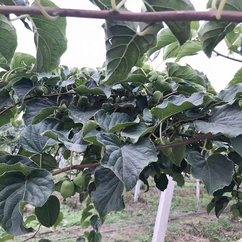 🔥促销【软枣猕猴桃】新品种红心嫁接包活包技术
