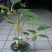 🔥促销【软枣猕猴桃】新品种红心嫁接包活包技术