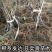 🔥促销【软枣猕猴桃】新品种红心嫁接包活包技术