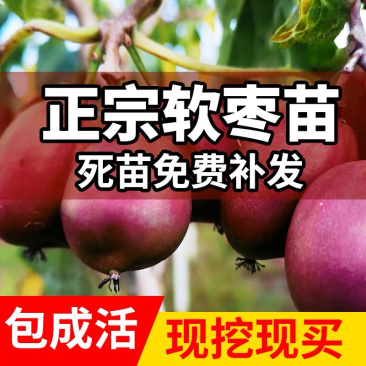 🔥促销【软枣猕猴桃】新品种红心嫁接包活包技术