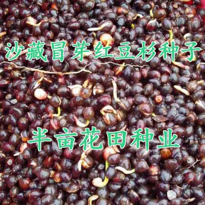 曼地亚红豆杉种子全新种子基地直销包邮费