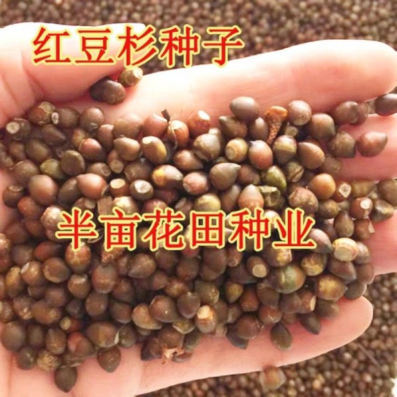 曼地亚红豆杉种子全新种子基地直销包邮费