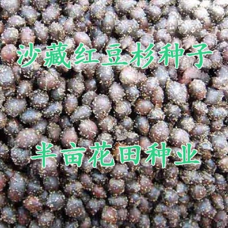 曼地亚红豆杉种子全新种子基地直销包邮费