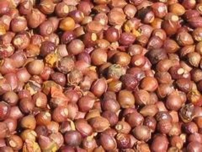 曼地亚红豆杉种子全新种子基地直销包邮费