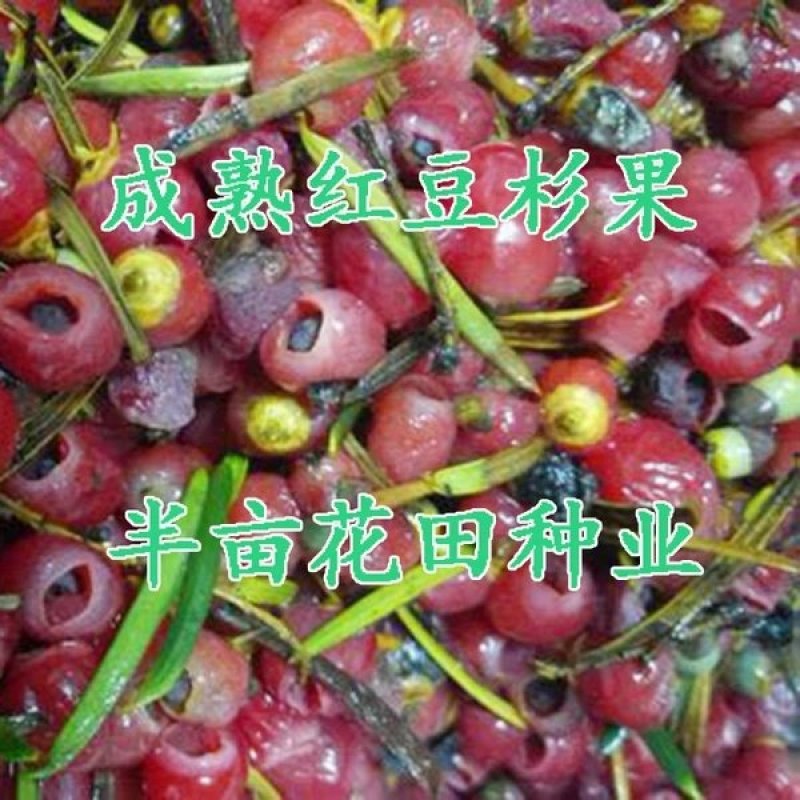 曼地亚红豆杉种子全新种子基地直销包邮费