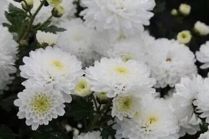 贡菊种子95%以上散装黄菊花种子出售黄菊食用泡茶白