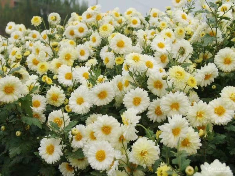 贡菊种子95%以上散装黄菊花种子出售黄菊食用泡茶白