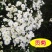 贡菊种子95%以上散装黄菊花种子出售黄菊食用泡茶白