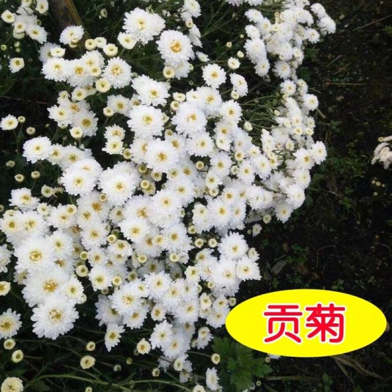 贡菊种子95%以上散装黄菊花种子出售黄菊食用泡茶白