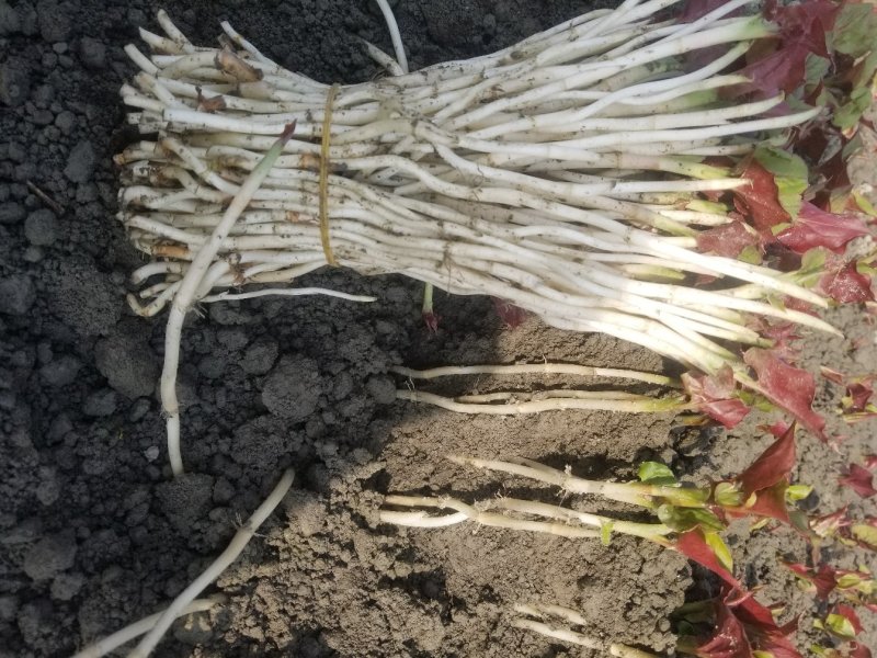 高品质鱼腥草嫩芽/折耳根嫩芽