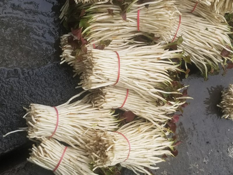 高品质鱼腥草嫩芽/折耳根嫩芽