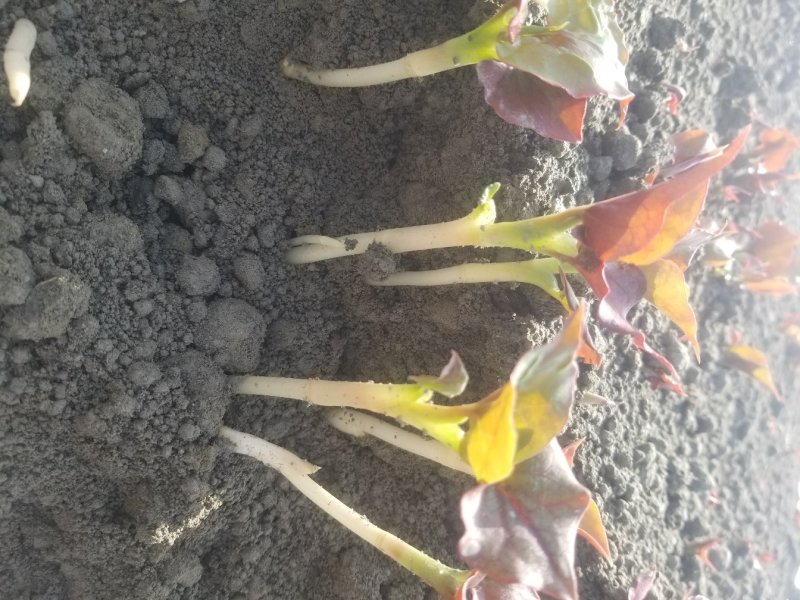 高品质鱼腥草嫩芽/折耳根嫩芽