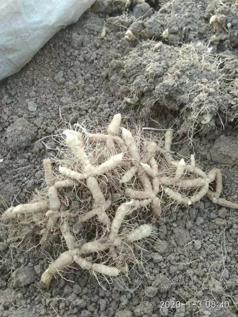 广东省连州新鲜玉竹统货，自己基地，一手货源，质量保证