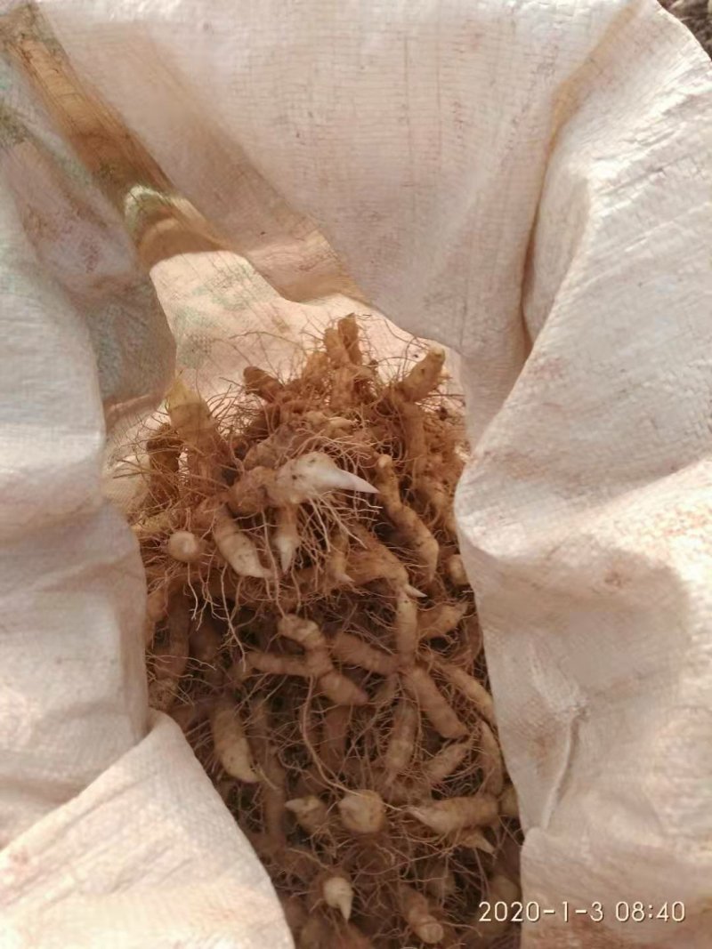 广东省连州新鲜玉竹统货，自己基地，一手货源，质量保证