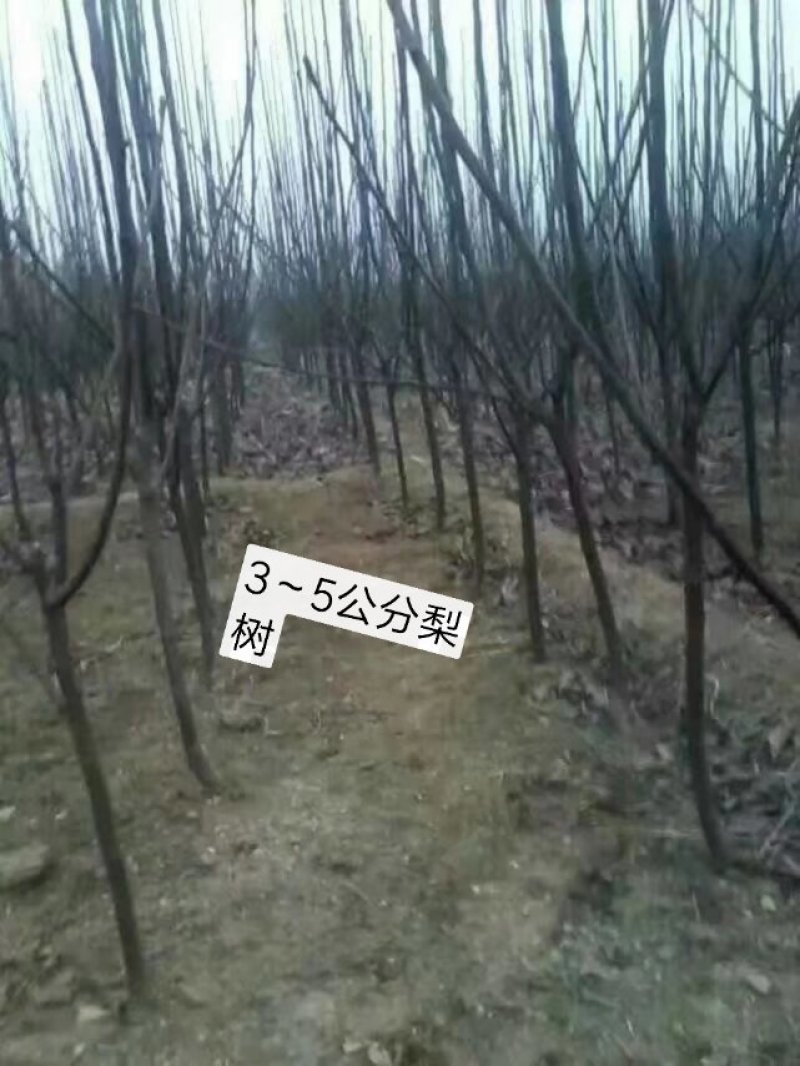 皇冠梨树苗，栽上第二年就开花结果，2年生移栽杜梨根系嫁接