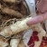 广东省连州市新鲜玉竹，湿选货，质量高，全国发货