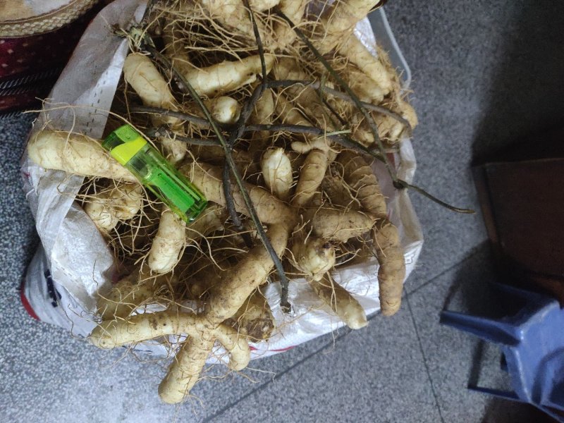 广东省连州市新鲜玉竹，湿选货，质量高，全国发货