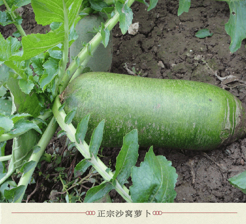 沙窝萝卜京东快递天津原产地直供