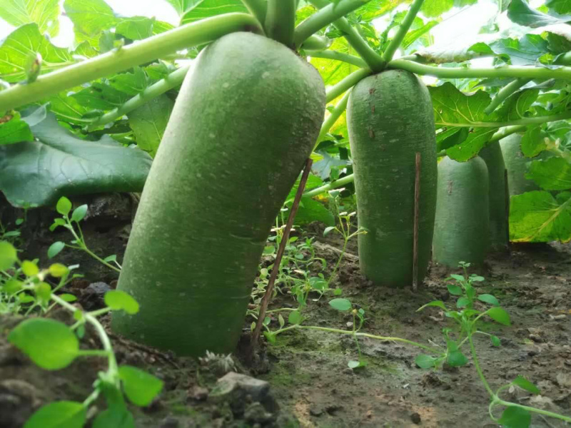 沙窝萝卜京东快递天津原产地直供