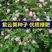 紫云英种子果园绿肥种子，牧草种子产量高，发芽无蜂蜜源