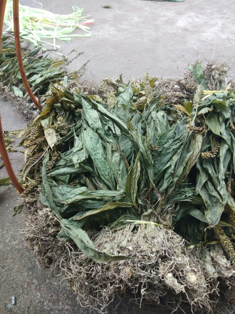 见血清干货需要联系我哦