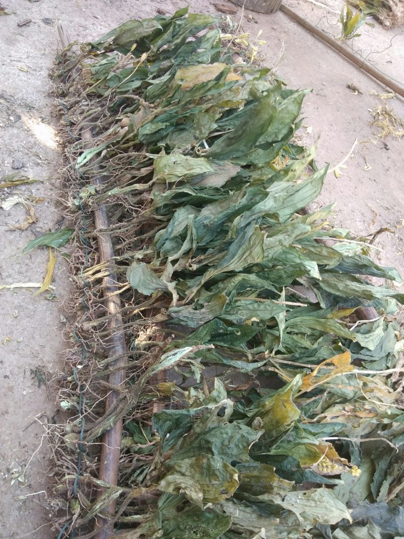 见血清干货需要联系我哦