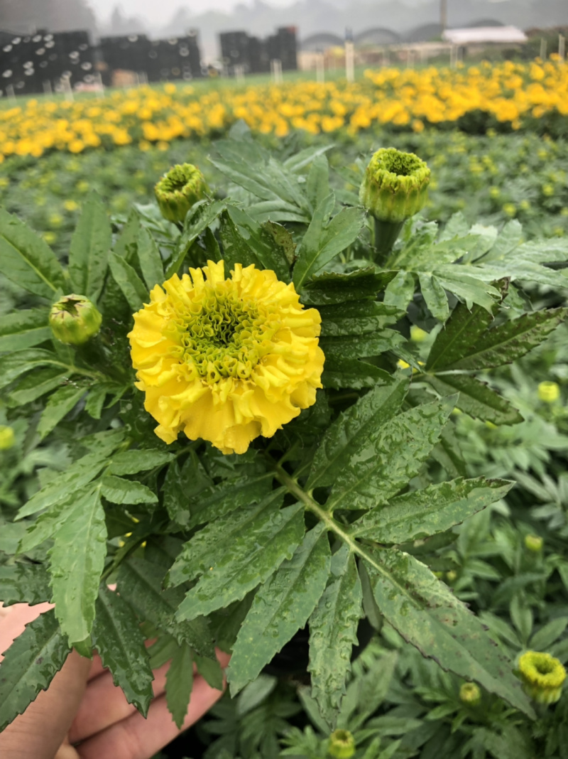 时花袋苗