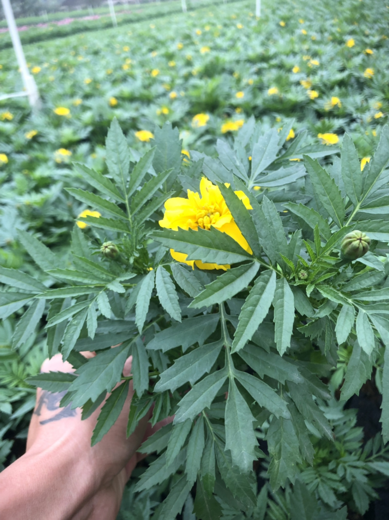 时花袋苗
